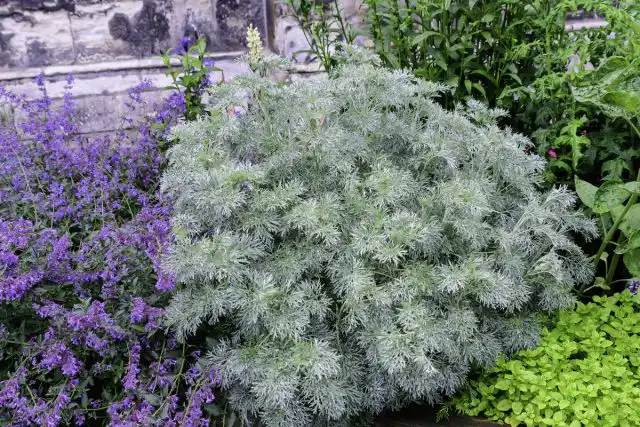 Полынь (Artemisia)