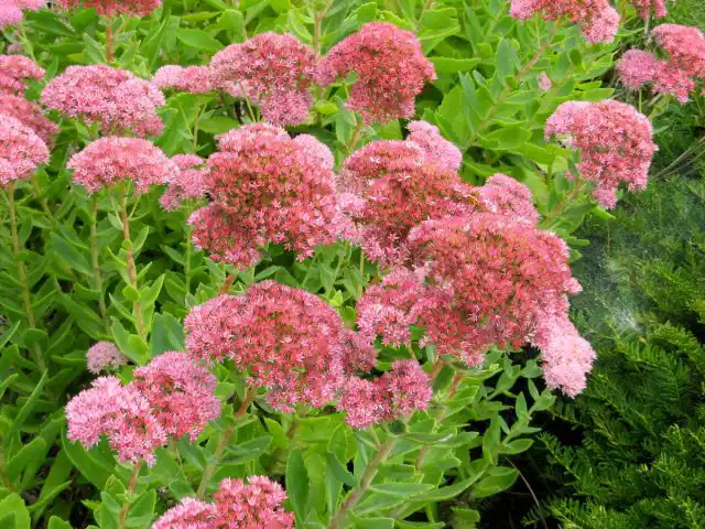 Очиток кустовой (Hylotelephium)