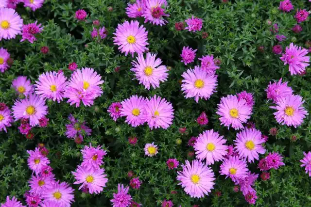 Астры многолетние (Aster, Symphyotrichum spp.)