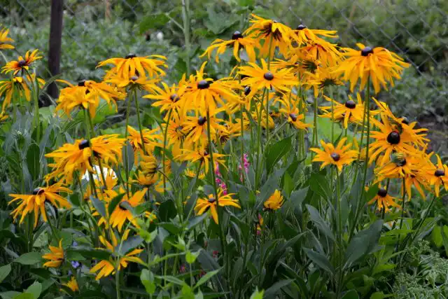 Рудбекия (Rudbeckia)