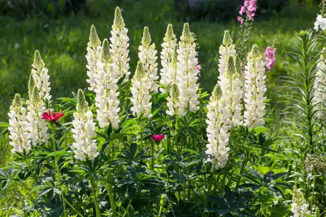 Люпин (Lupinus)