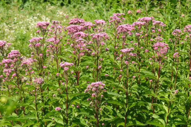Посконник (Eupatorium maculatum)