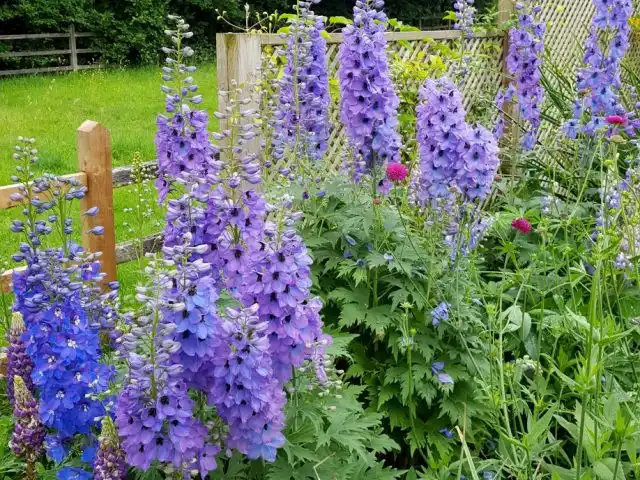 Дельфиниум (Delphinium elatum)