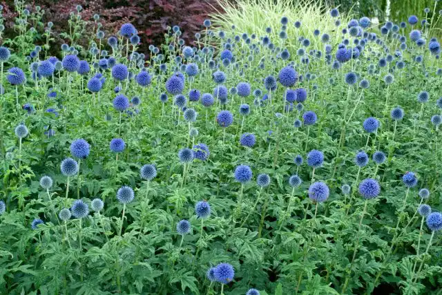 Моррдовник (Echinops)