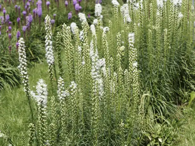 Лиатрис колосковая (Liatris spicata)
