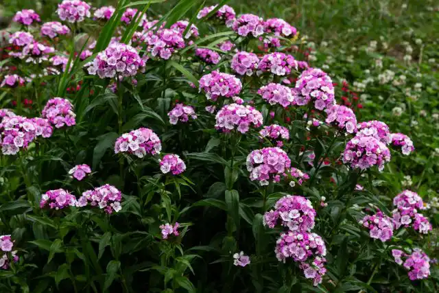 Гвоздика (Dianthus)