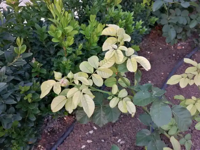 Эдафический хлороз роз