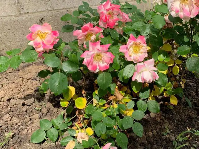 Внешне загнивание корневой системы на кусте проявляется пожелтением и осыпанием листвы