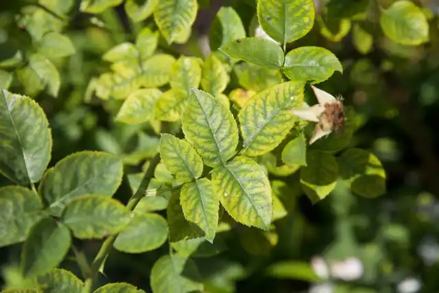 Нехватка марганца у роз проявляется изменением цвета старых листьев между жилками