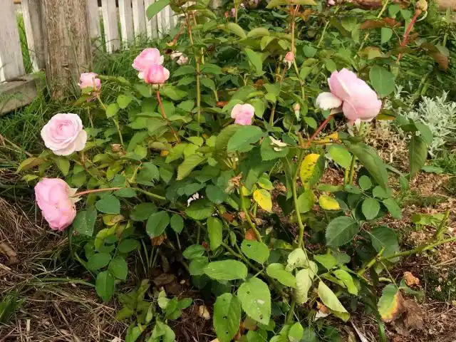 При недостатке азота сначала лист светлеет, становится светло-зеленым, затем начинает желтеть