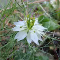 Нигелла посевная (Nigella sativa)