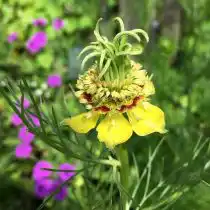 Нигелла восточная (Nigella orientalis)