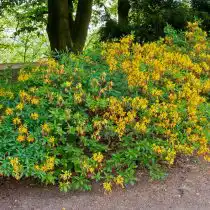 Рододендрон жёлтый (Rhododendron luteum)