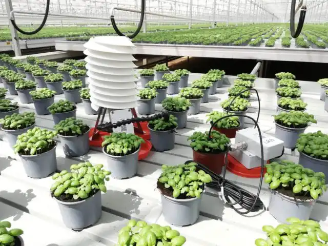 Прежде всего датчик поможет вам в контроле условий в теплице.