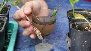 Способ № 1 – укоренение в воде