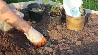 В грунте сделайте посадочную ямку. На дно ямы насыпьте дренажный слой. Сверху присыпьте небольшим количеством песка.