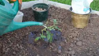 Обильно полейте посадочную лунку водой. Извлеките саженец из горшочка. Высаживайте саженец. Сверху хорошо полейте растение водой и замульчируйте прикорневую зону.