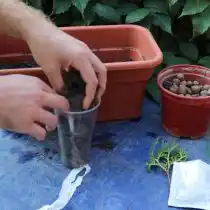 На дно стаканчика уложить небольшой дренажный слой. Затем засыпать подготовленный субстрат, приготовленный из торфогрунта и песка в одинаковых пропорциях