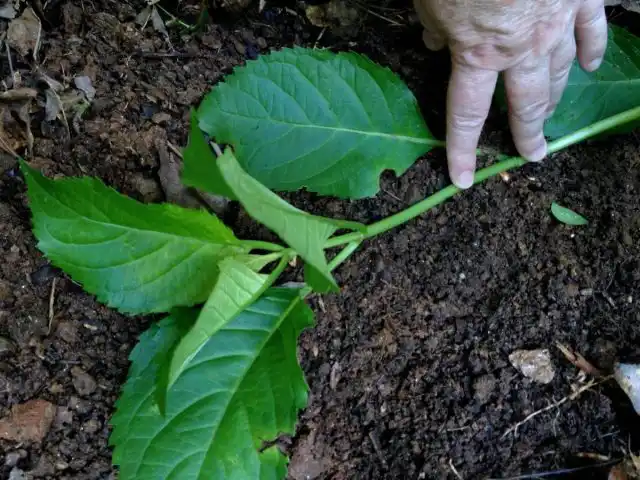 Размножать отводками можно и широколистную, и древовидную, и черешковую гортензии