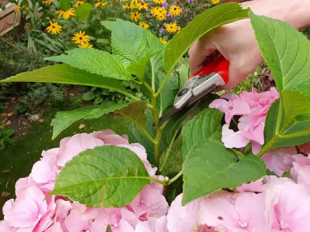 Летнее черенкование — самый разрекламированный способ размножения гортензии