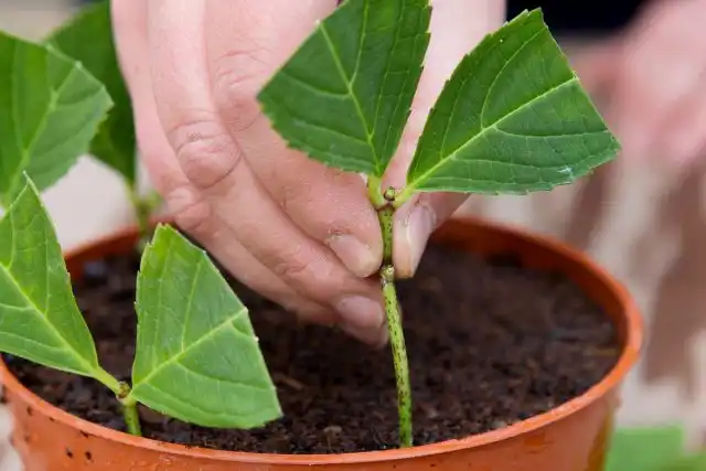 Черенкование осенью применяется к гортензии крупнолистной