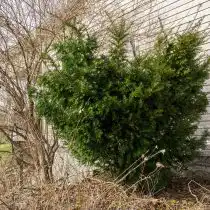 Тис средний (Taxus x media)