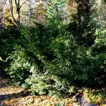 Тис ягодный (Taxus baccata) 