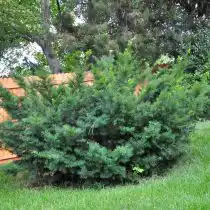 Тис остроконечный (Taxus Cuspidata)