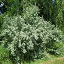 Лох узколистный (Elaeagnus angustifolia)
