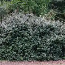 Лох колючий (Elaeagnus pungens)