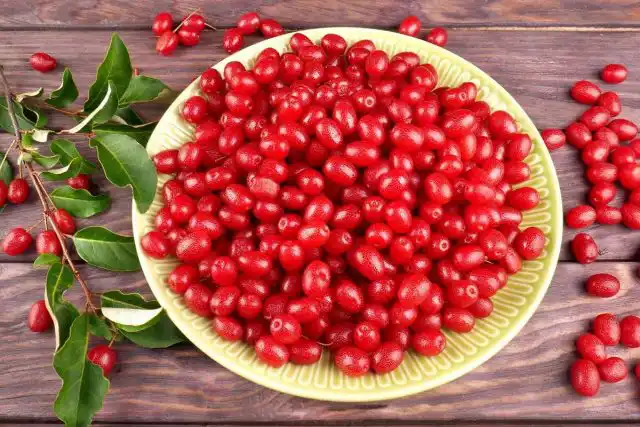 У северных форм лоха плоды больше лекарственные, чем пищевые