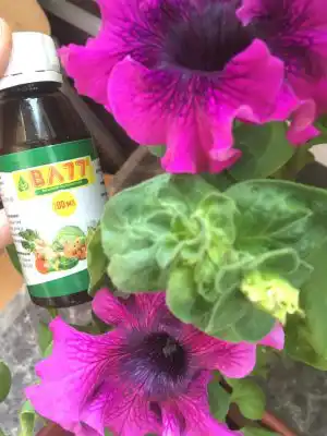 Прекрасные петунии, обработанные антистрессантом «ВЛ 77»