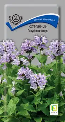 Котовник «Голубая пантера»