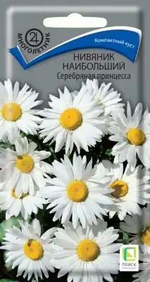 Нивяник «Серебряная принцесса»