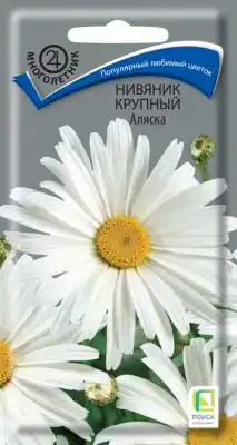 Нивяник «Аляска»