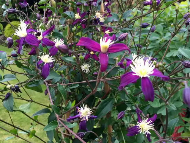 Клематис ароматный (Clematis aromatica)