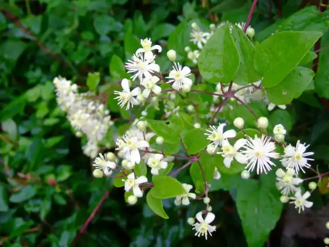 Клематис виноградолистный (Clematis vitalba), культурная форма 'Summer Snow'