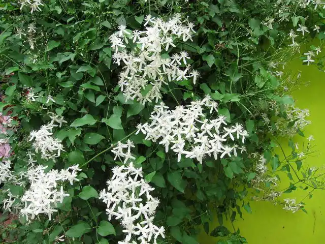 Клематис прямой (Clematis recta)