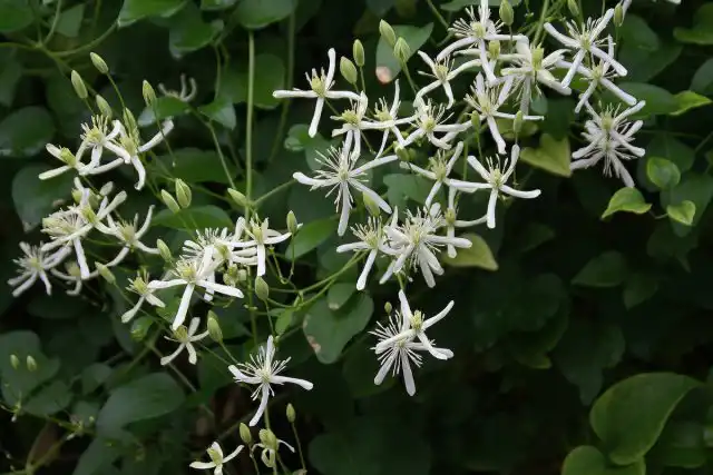 Клематис жгучий (Clematis flammula)