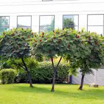 Сумах оленерогий (Rhus typhina)