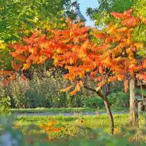 Сумах оленерогий (Rhus typhina) «Тигер Айс» (Tiger Eyes)
