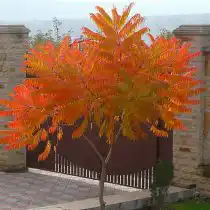 Гладкий сумах (Rhus glabra)