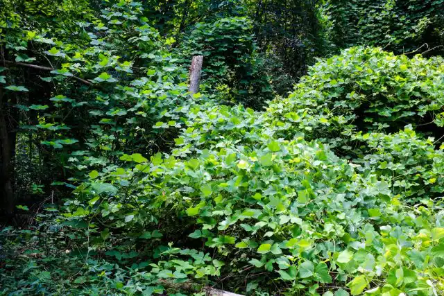 Пуэрария дольчатая, или Кудзу (Pueraria montana var. lobata)