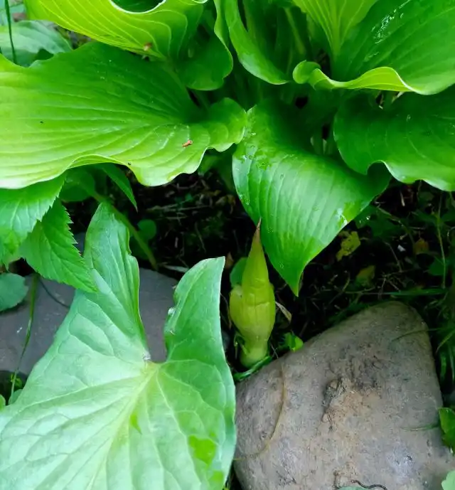 Аронник облюбовал место под хостой