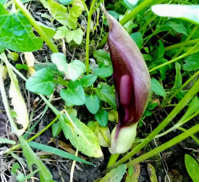 Аронник восточный (Arum оrientale) — покрывало ещё побагровеет
