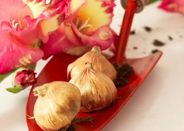 Далее разбираем клубнелуковицы по сортам и размерам. Можно уже на этой стадии продумать эффектные комбинации по цветам и форме цветка.