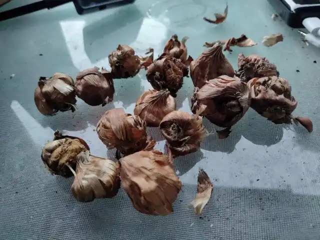 Пораженные трипсом клубнелуковицы тоже легко опознать. Такие луковицы словно усыхают и сморщиваются, на поверхности образуется сетчатый «рисунок».