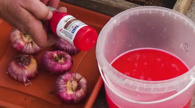 Раствор марганцовки дополнительно обогащает луковицу калием, что в дальнейшем благотворно скажется на здоровье, цветении, образовании новой замещающей луковицы и деток.