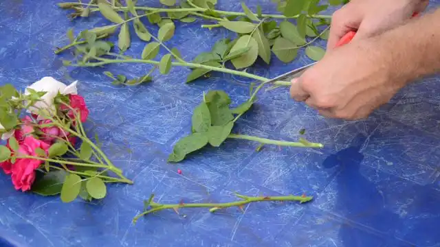 Нарезание черенков у плетистых роз