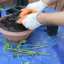 Наполняем емкости объемом 200-250 мл плодородным и рыхлым грунтом